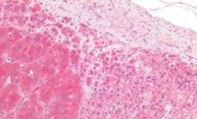 Immunohistochemistry-Paraffin: Proenkephalin Antibody [NBP3-14447] - Human Adrenal: Formalin-Fixed, Paraffin-Embedded (FFPE)